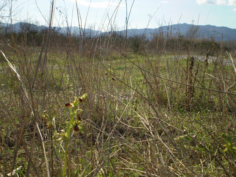 Tutte Ophrys sphegodes?